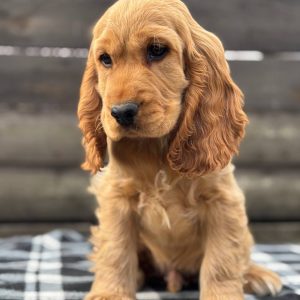Albert | English Cocker Spaniel