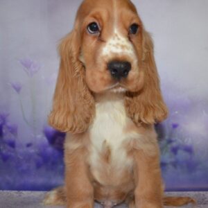 Arnie | English Cocker Spaniel