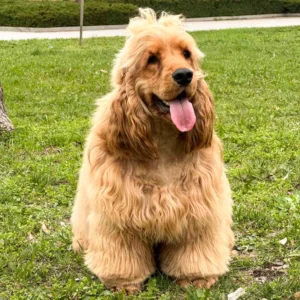 Zlatan – English Cocker Spaniel