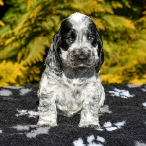 Mindful – English Cocker Spaniel