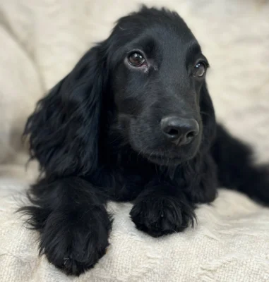 Rascal – English Cocker Spaniel