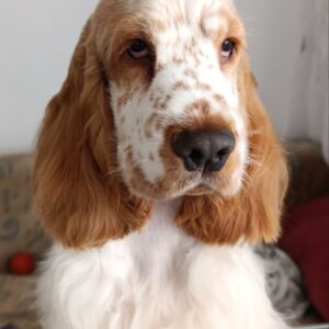 Eliot | English Cocker Spaniel