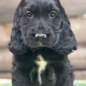 Lays | English Cocker Spaniel