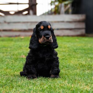 Minton | English Cocker Spaniel