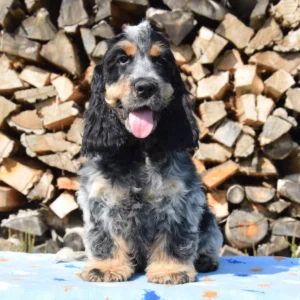 Rock and Roll – English Cocker Spaniel