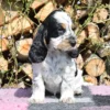 Theacher – English Cocker Spaniel