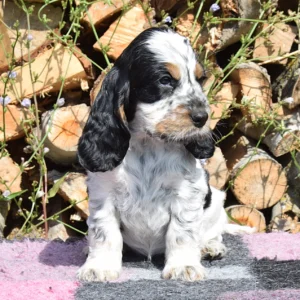 Theacher – English Cocker Spaniel