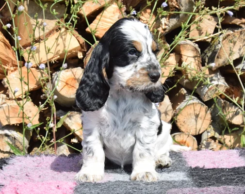 Theacher – English Cocker Spaniel