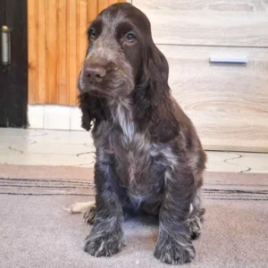 Margarita – English Cocker Spaniel