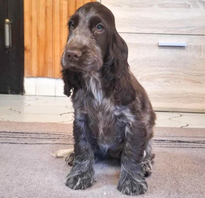 Margarita – English Cocker Spaniel