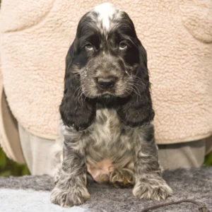 Beckham – English Cocker Spaniel
