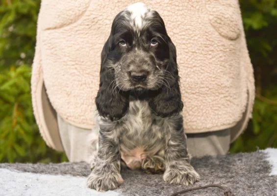 Beckham – English Cocker Spaniel