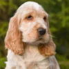 George Smiley – English Cocker Spaniel