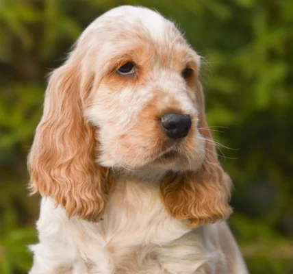 George Smiley – English Cocker Spaniel