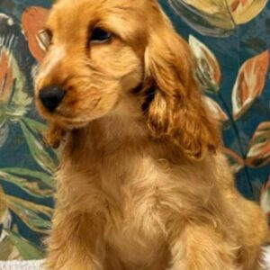 Skye | English Cocker Spaniel