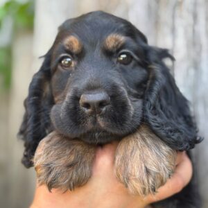 Spike | English Cocker Spaniel